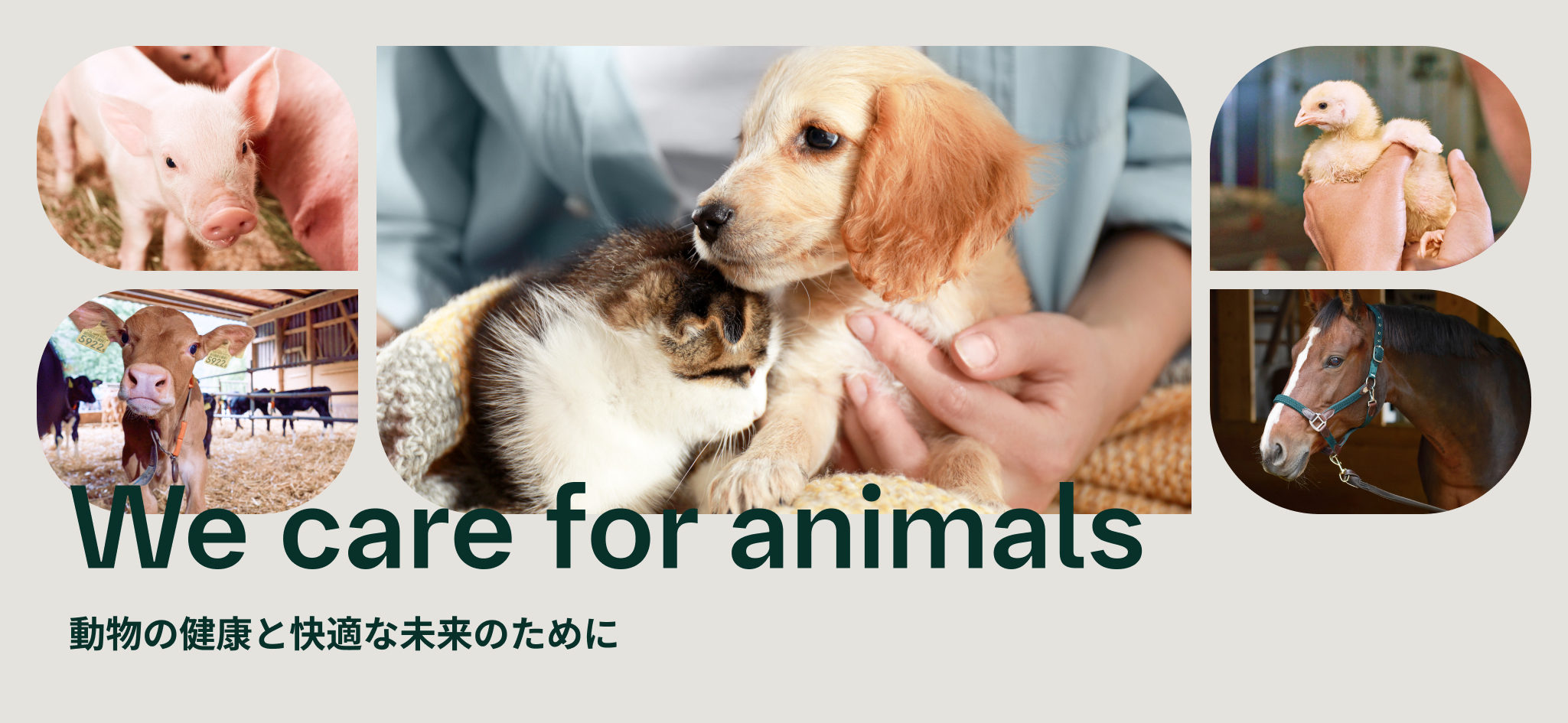 動物医療・ペット健康情報｜ベーリンガーインゲルハイムアニマルヘルス