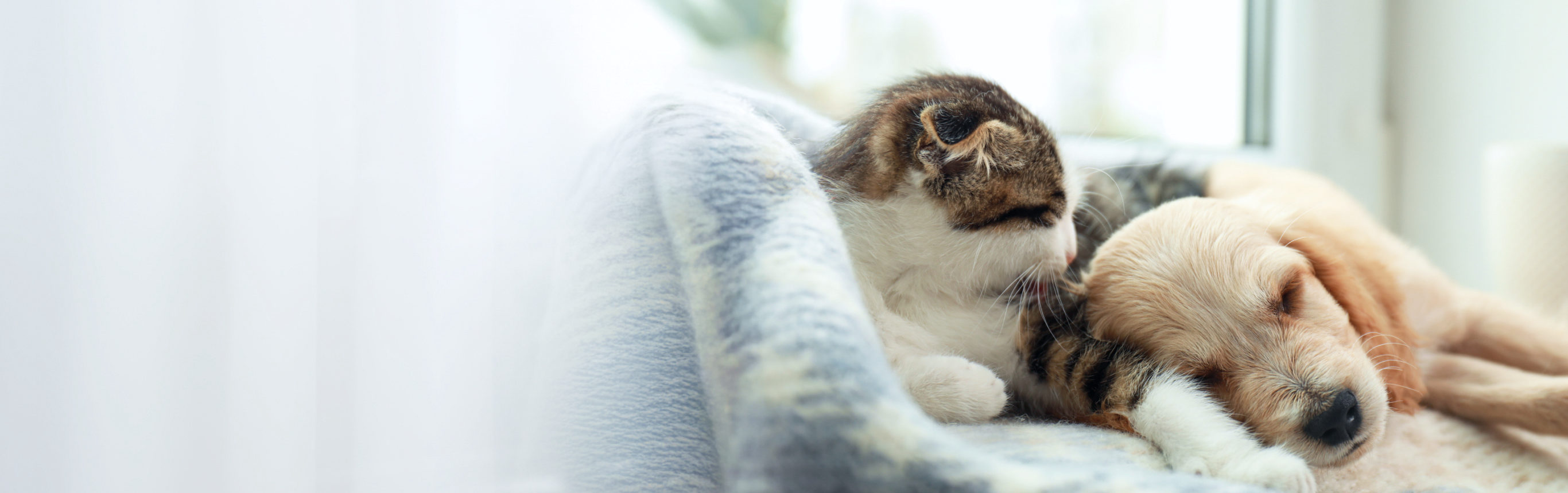 獣医療関係者向け犬・猫用製品情報｜犬・猫｜獣医療関係者様向け情報