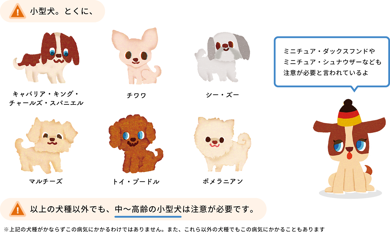 僧帽弁閉鎖不全症について｜心臓病｜ペットの病気予防・治療について