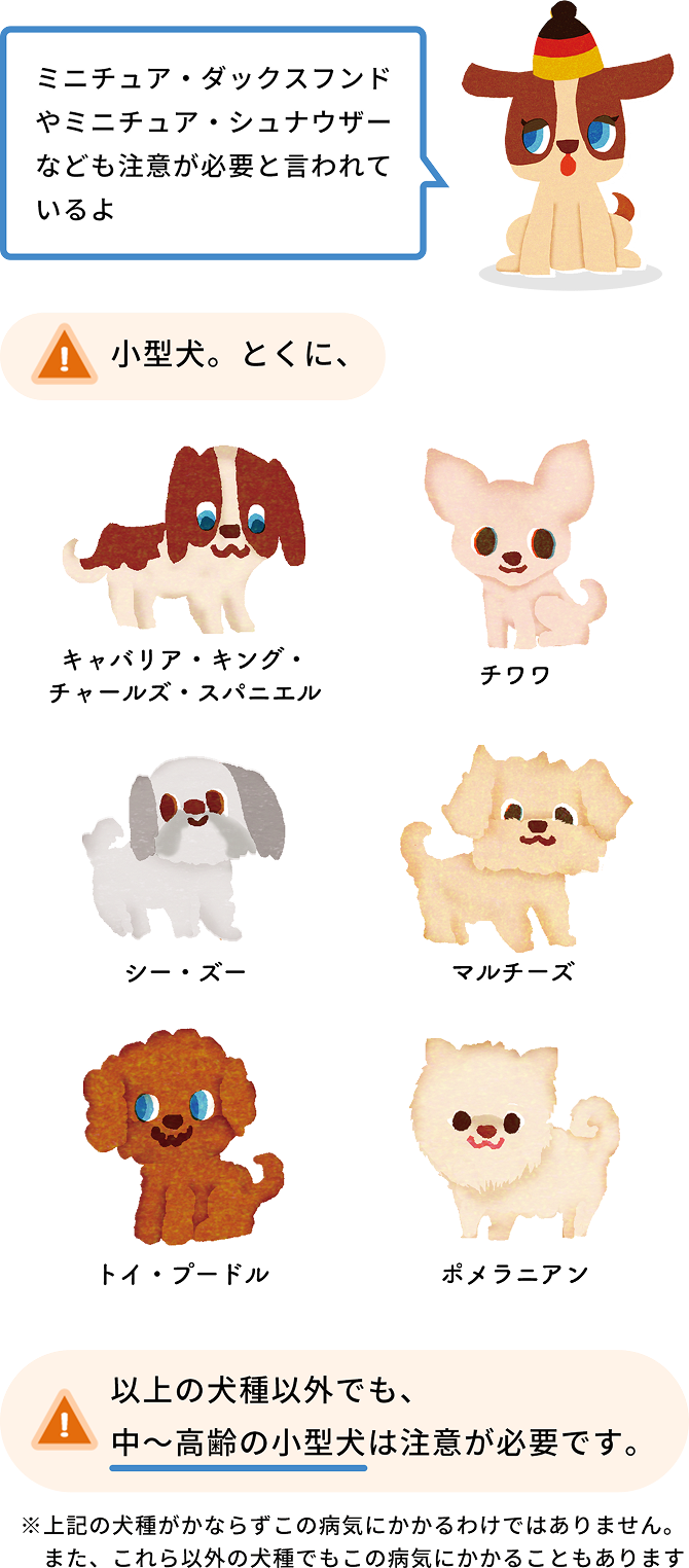 僧帽弁閉鎖不全症について｜心臓病｜ペットの病気予防・治療について