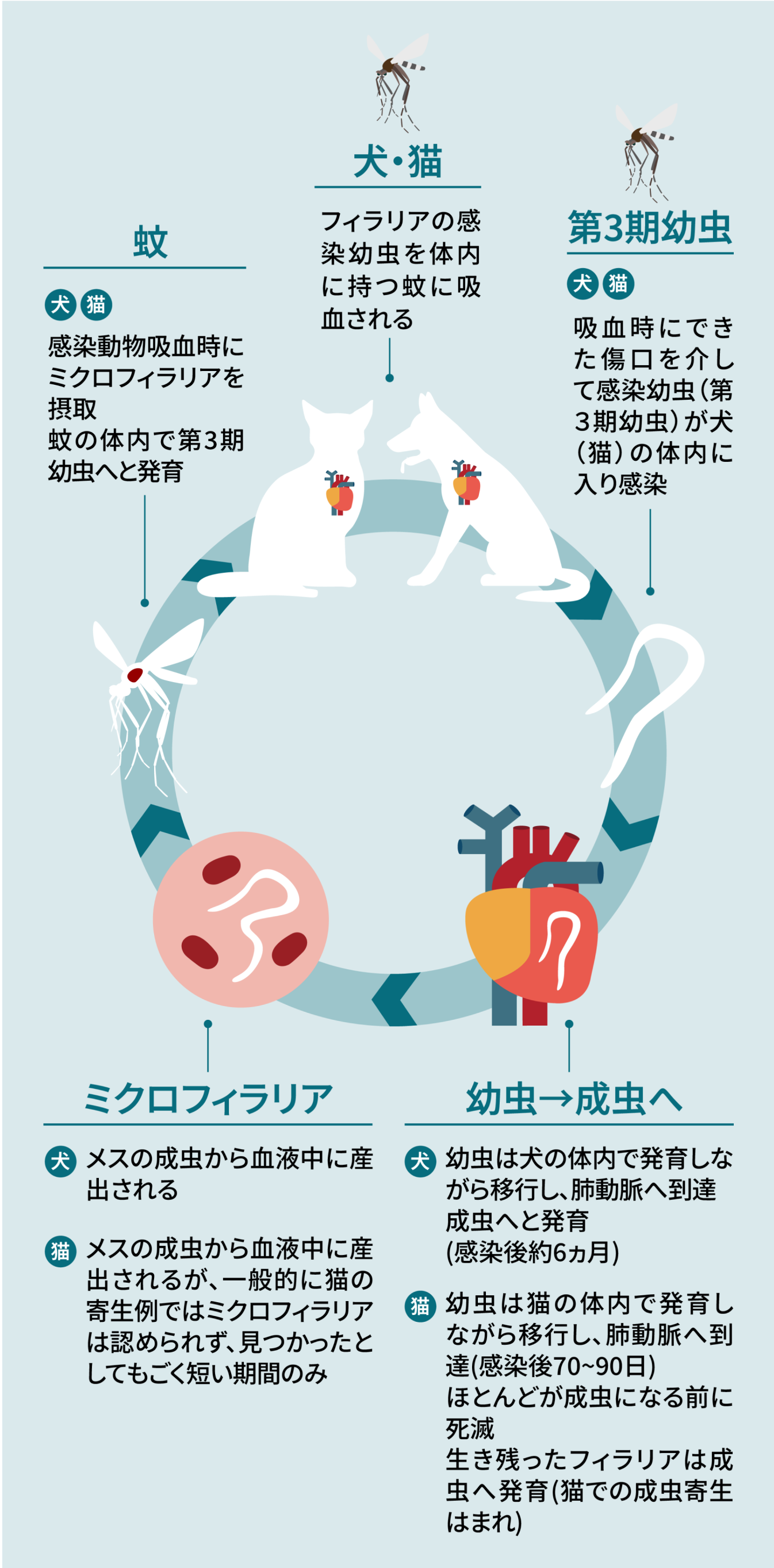 フィラリア｜ペットの病気予防・治療について｜飼い主さま向け