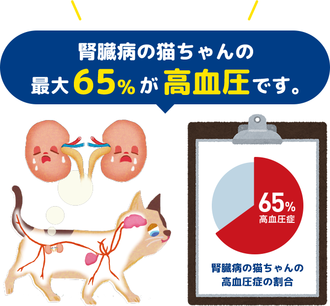 ネコちゃんの高血圧症・慢性腎臓病について｜ペットの病気予防