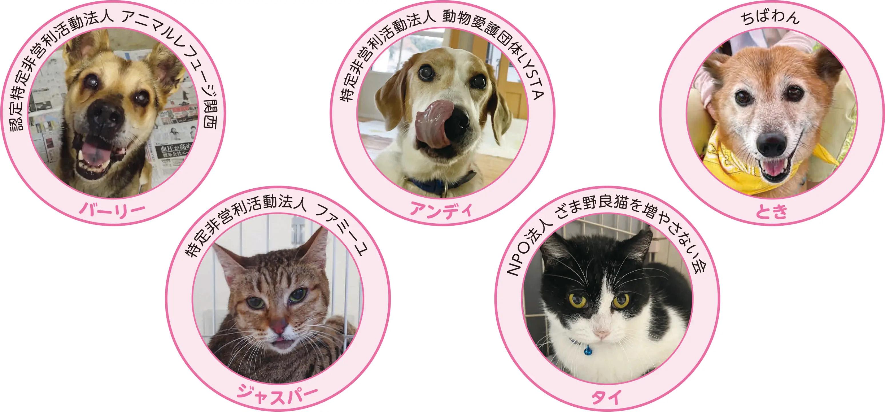 龍脈の精髄 ― クラスター「細針の聖域」保護猫活動支援 認定特定非営利活動法人アニマルレフュージ関西(ARK) | English