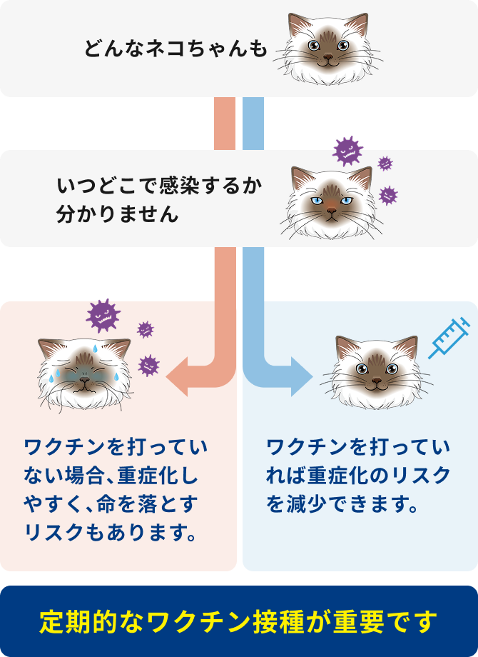 猫の感染症 | ベーリンガーインゲルハイム アニマルヘルス ジャパン