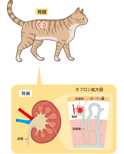 ベーリンカーインゲルハイム 猫 ゴールド腎臓型トレイ 猫の慢性腎臓病 | ベーリンガーインゲルハイム アニマルヘルス