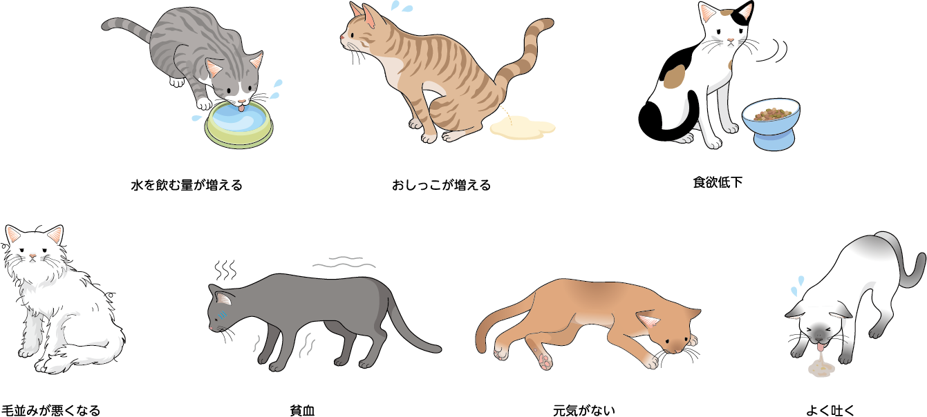 猫の慢性腎臓病 | ベーリンガーインゲルハイム アニマルヘルス