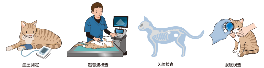 猫の慢性腎臓病 | ベーリンガーインゲルハイム アニマルヘルス