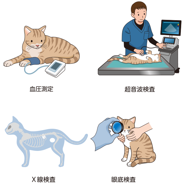 ベーリンカーインゲルハイム 猫 ゴールド腎臓型トレイ 猫の慢性腎臓病 | ベーリンガーインゲルハイム アニマルヘルス
