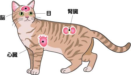 猫の⾼⾎圧 | ベーリンガーインゲルハイム アニマルヘルス ジャパン