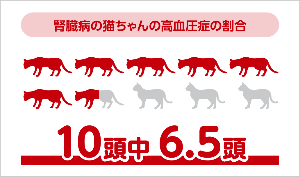 猫の⾼⾎圧 | ベーリンガーインゲルハイム アニマルヘルス ジャパン
