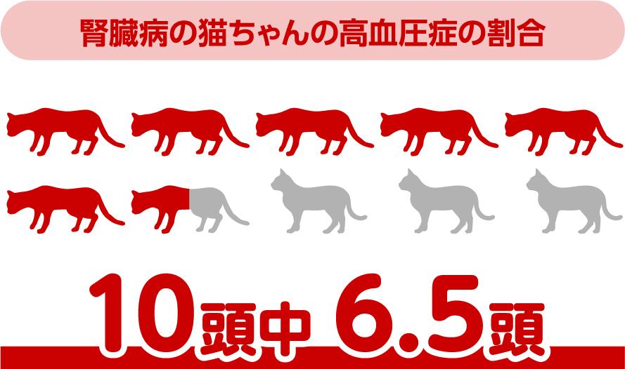 猫の⾼⾎圧 | ベーリンガーインゲルハイム アニマルヘルス ジャパン