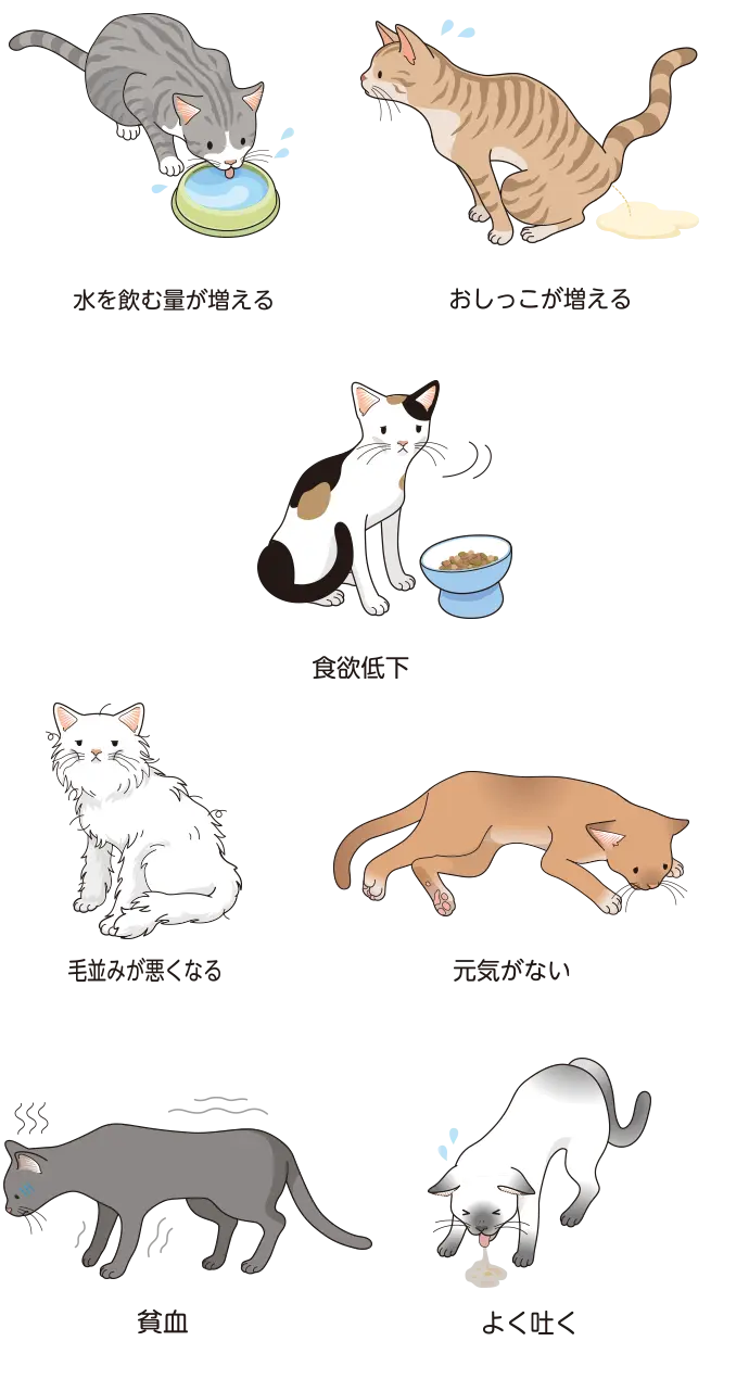 猫の慢性腎臓病 | ベーリンガーインゲルハイム アニマルヘルス