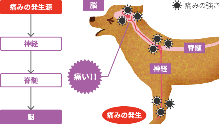 画像:発生した痛みが脳に伝わるまで