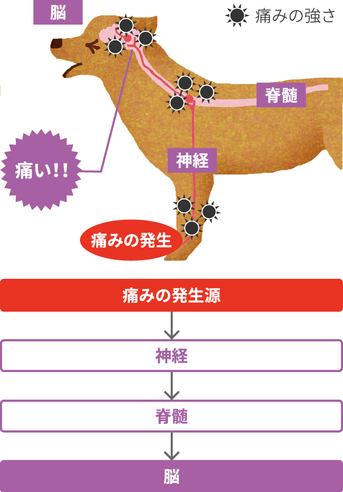 画像:発生した痛みが脳に伝わるまで