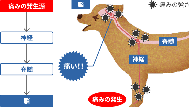 画像:発生した痛みが脳に伝わるまで