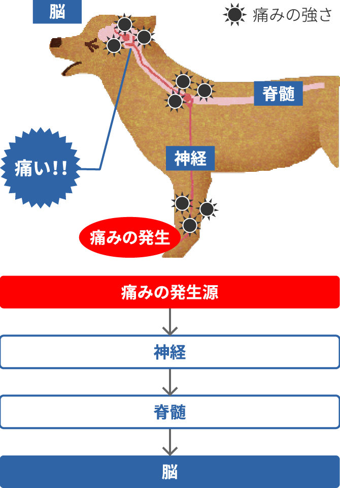 画像:発生した痛みが脳に伝わるまで