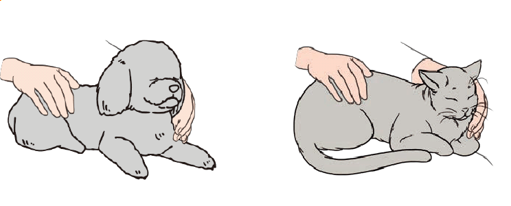 STEP4:注射後は、ワンちゃん、ネコちゃんを十分に褒めて、注射に慣れてもらいましょう。