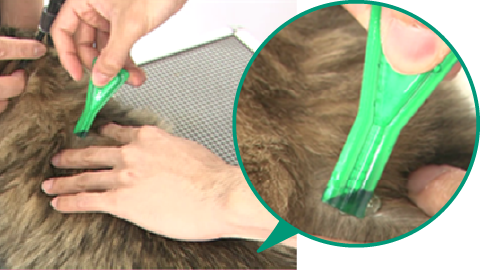 写真:STEP 4 ネコちゃんの肩甲骨と肩甲骨の間の1カ所にピペットの中のお薬をすべて垂らします。​ 被毛をしっかり描き分けて皮膚が見える状態にした上でお薬を垂らしてください。ネコちゃんは垂らした液が流れてしまいやすいので、ご注意ください。​