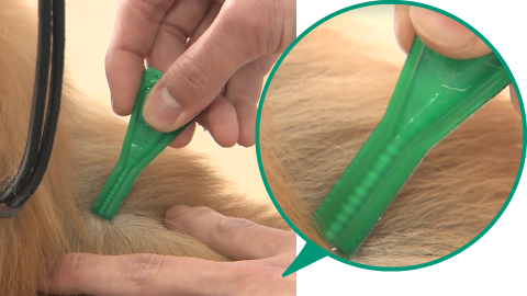 写真:STEP4 お薬を直接ワンちゃんの皮膚に垂らします。​被毛をしっかり描き分けて皮膚が見える状態にした上で直接皮膚にお薬を垂らしてください。