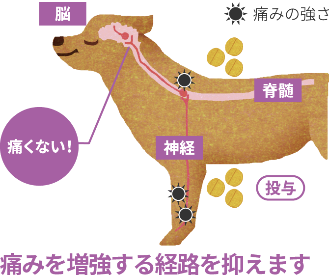 画像:痛みを増強する経路を抑えます