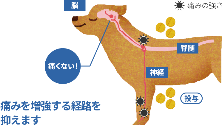 画像:痛みを増強する経路を抑えます