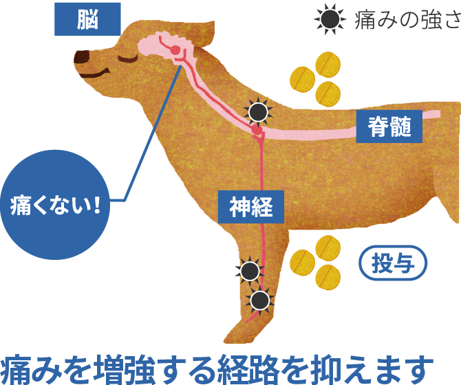 画像:痛みを増強する経路を抑えます