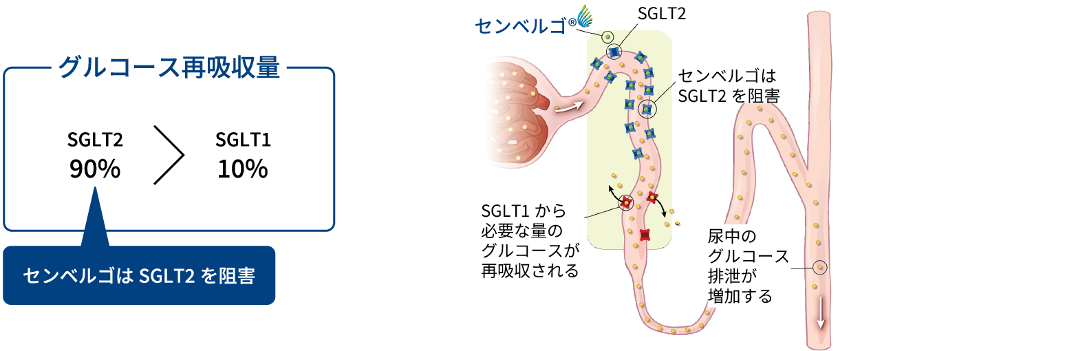 画像:センベルゴはSGLT2阻害剤です