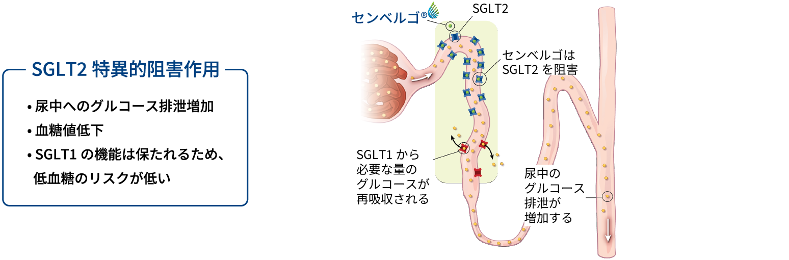 画像：センベルゴは尿細管でのグルコース再吸収を阻害