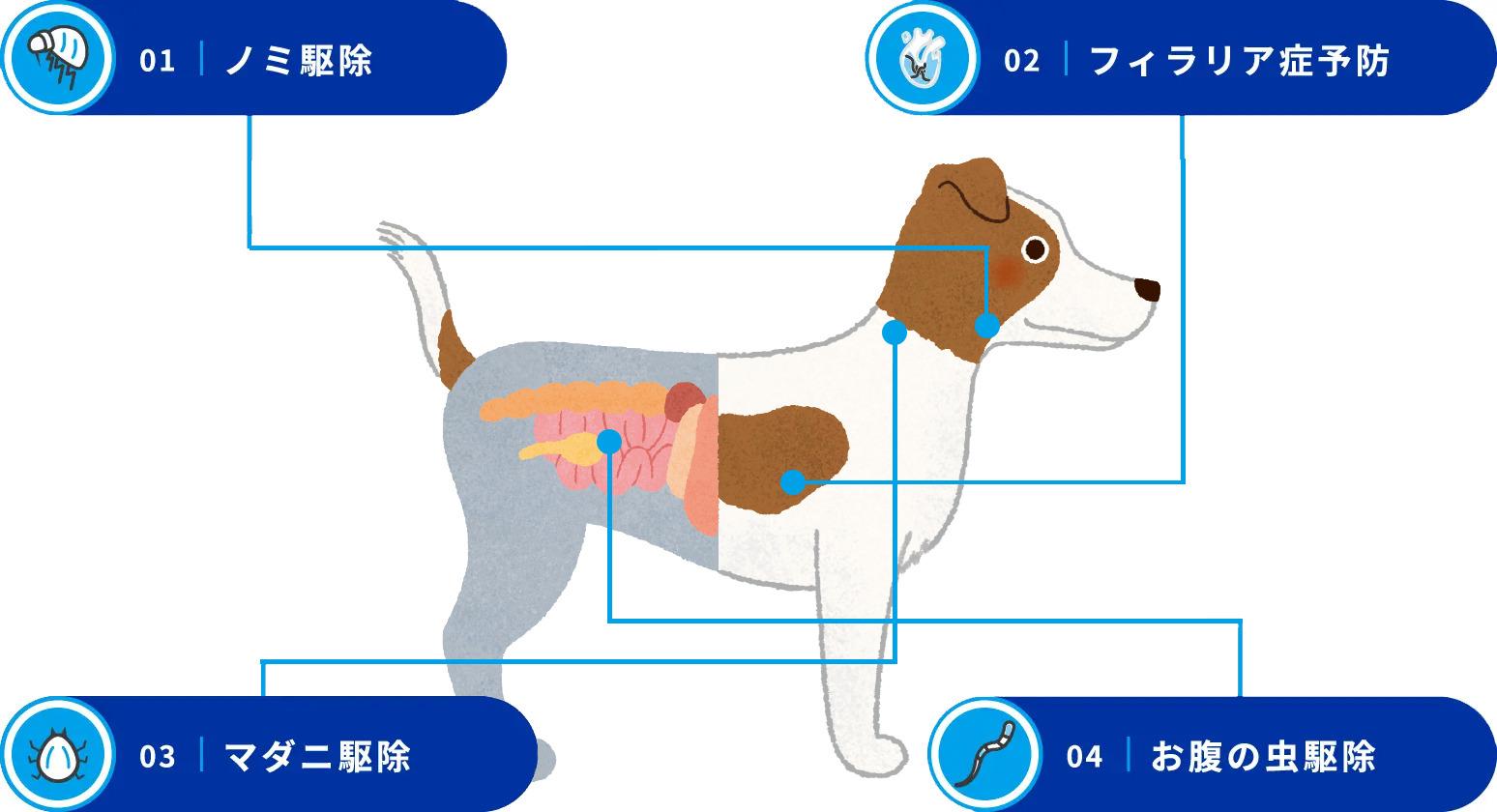 ネクスガード スぺクトラ® 概要・特徴 | ベーリンガー | 飼い主さま