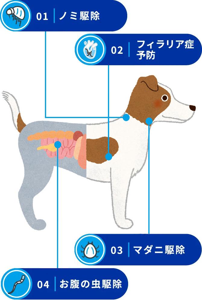 ネクスガード スぺクトラ® 概要・特徴 | ベーリンガー | 飼い主さま
